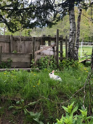 Terrein van de accommodatie