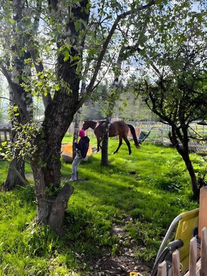 Un cheval se trouve dans une zone herbeuse, parsemée d’arbres, et une personne prend une photo.