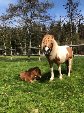 Un poney à la robe marron et blanche se tient dans un champ herbeux, avec des arbres en arrière-plan.