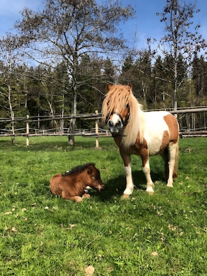 A pony with a brown and white coat standing in a grassy field with trees in the background.