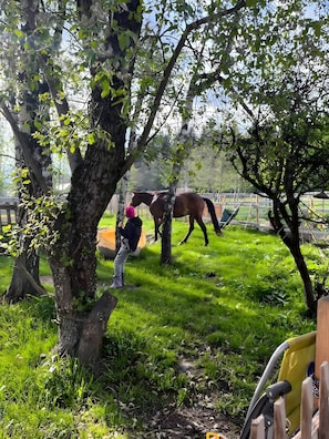 A horse in a grassy area with trees and a person taking a photo.