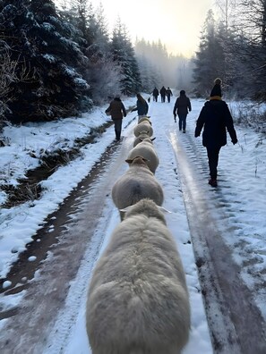 En snötäckt stig med en rad får och människor som promenerar längs den.