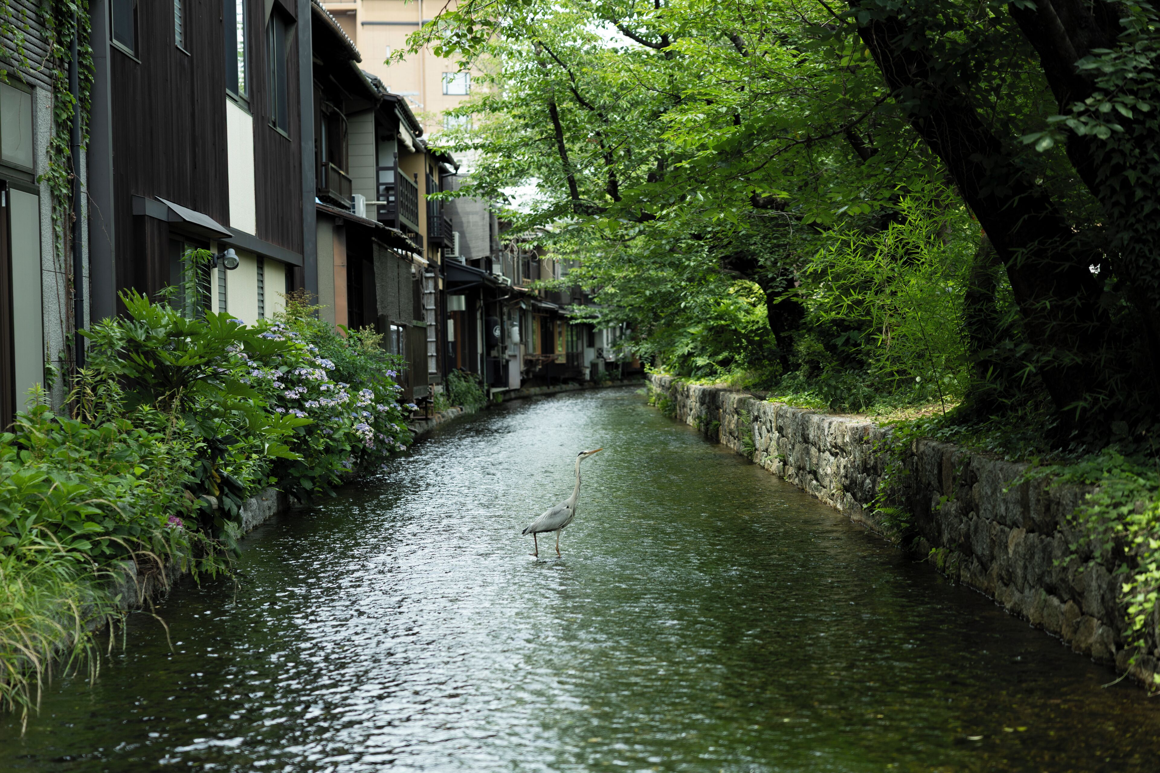Foto - soyo-ne kyoto sanjo