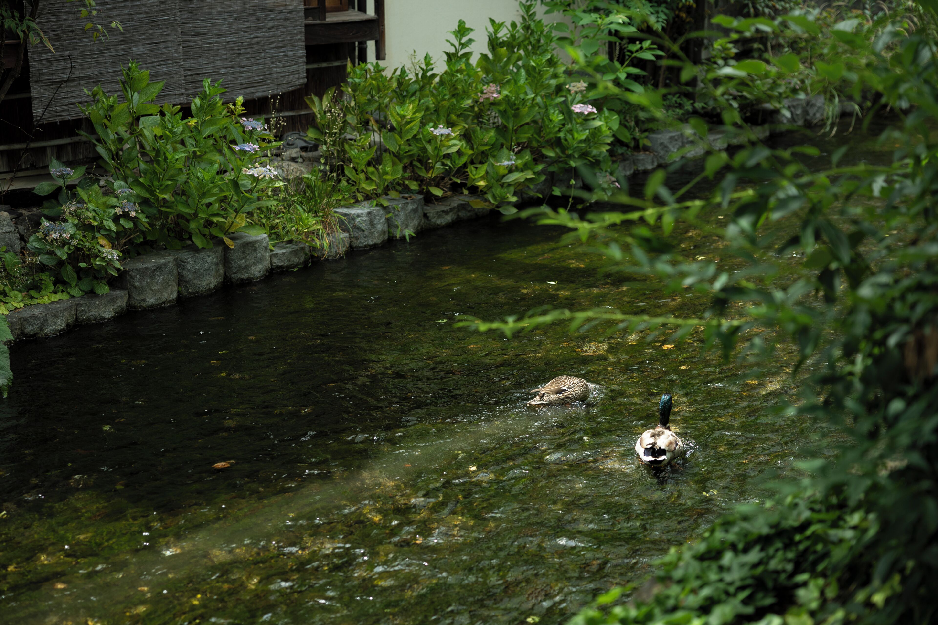 Foto - soyo-ne kyoto sanjo