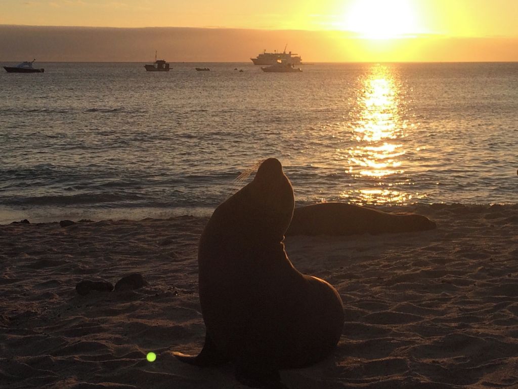 A seal on a beach with boats in the water and a ship in the background during sunset.