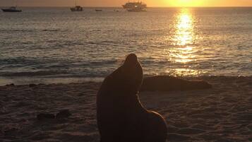 A seal on a beach with boats in the water and a ship in the background during sunset.