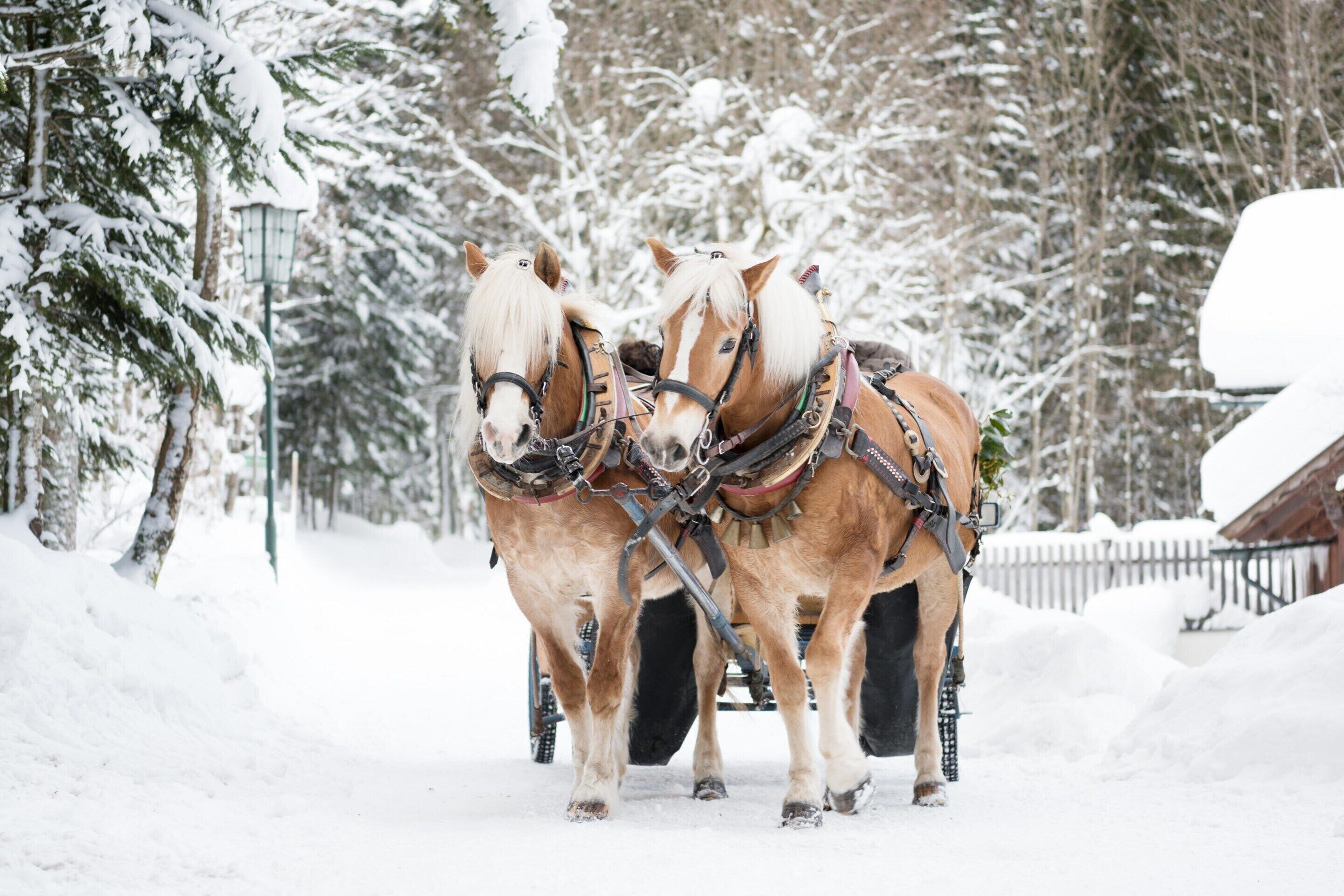 Ferienhaus | Wintersport/Ski