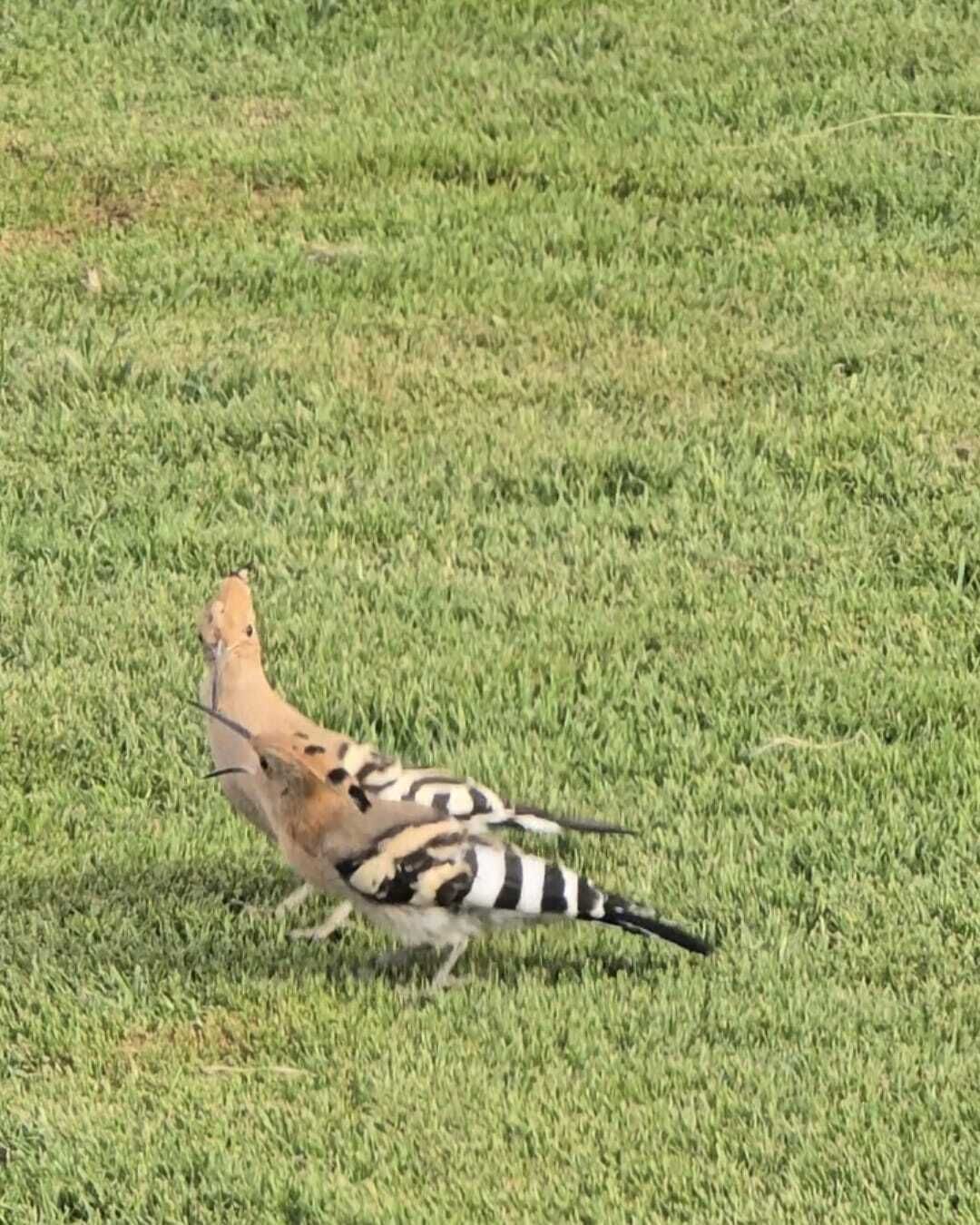 A bird on the grass.