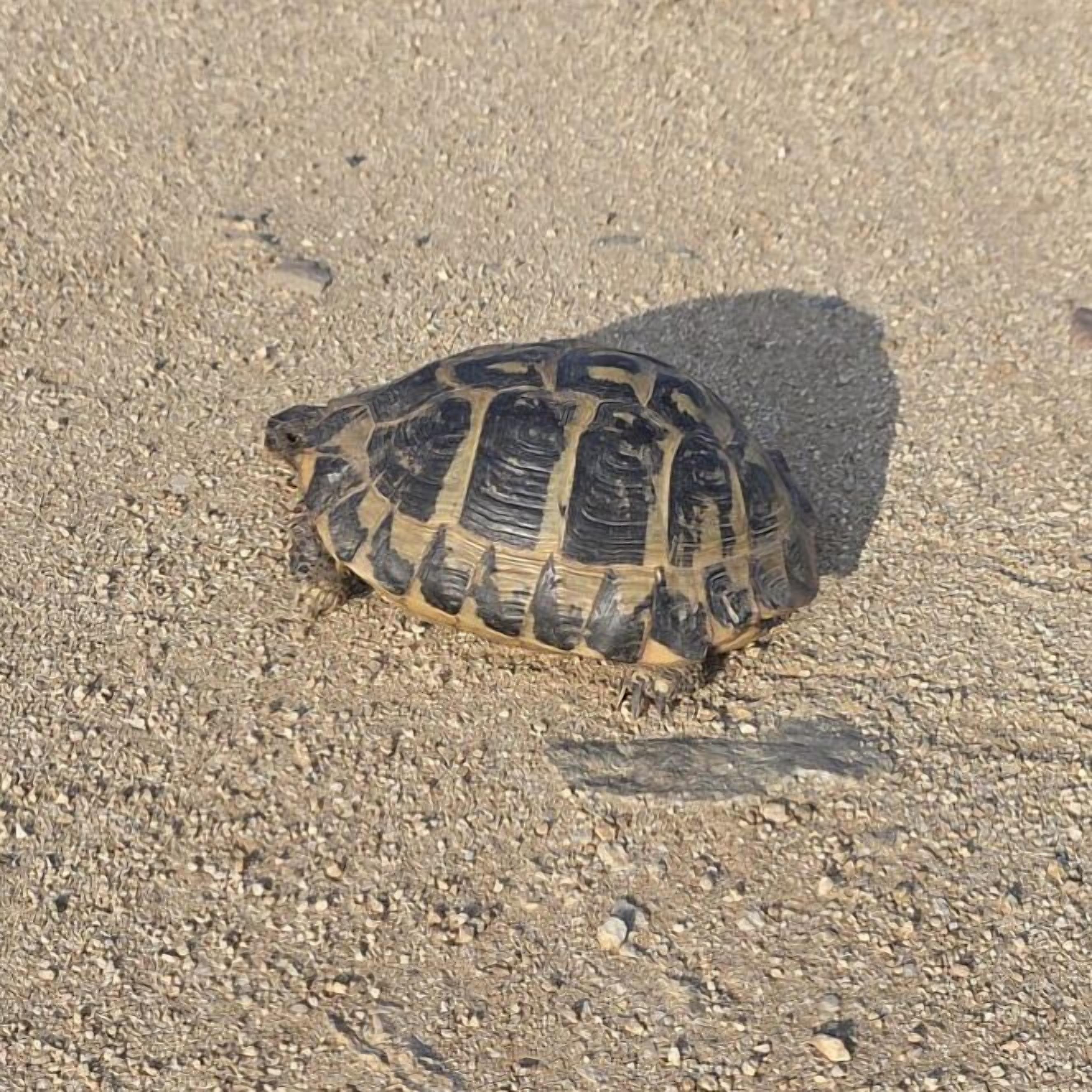 Una tortuga sobre una superficie de grava.