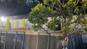 Ein Poolbereich mit einem Baum, einem Vogel, der auf einem Ast sitzt, und einer Reihe von zylindrischen Objekten, wahrscheinlich Wasserspielen oder Brunnen.