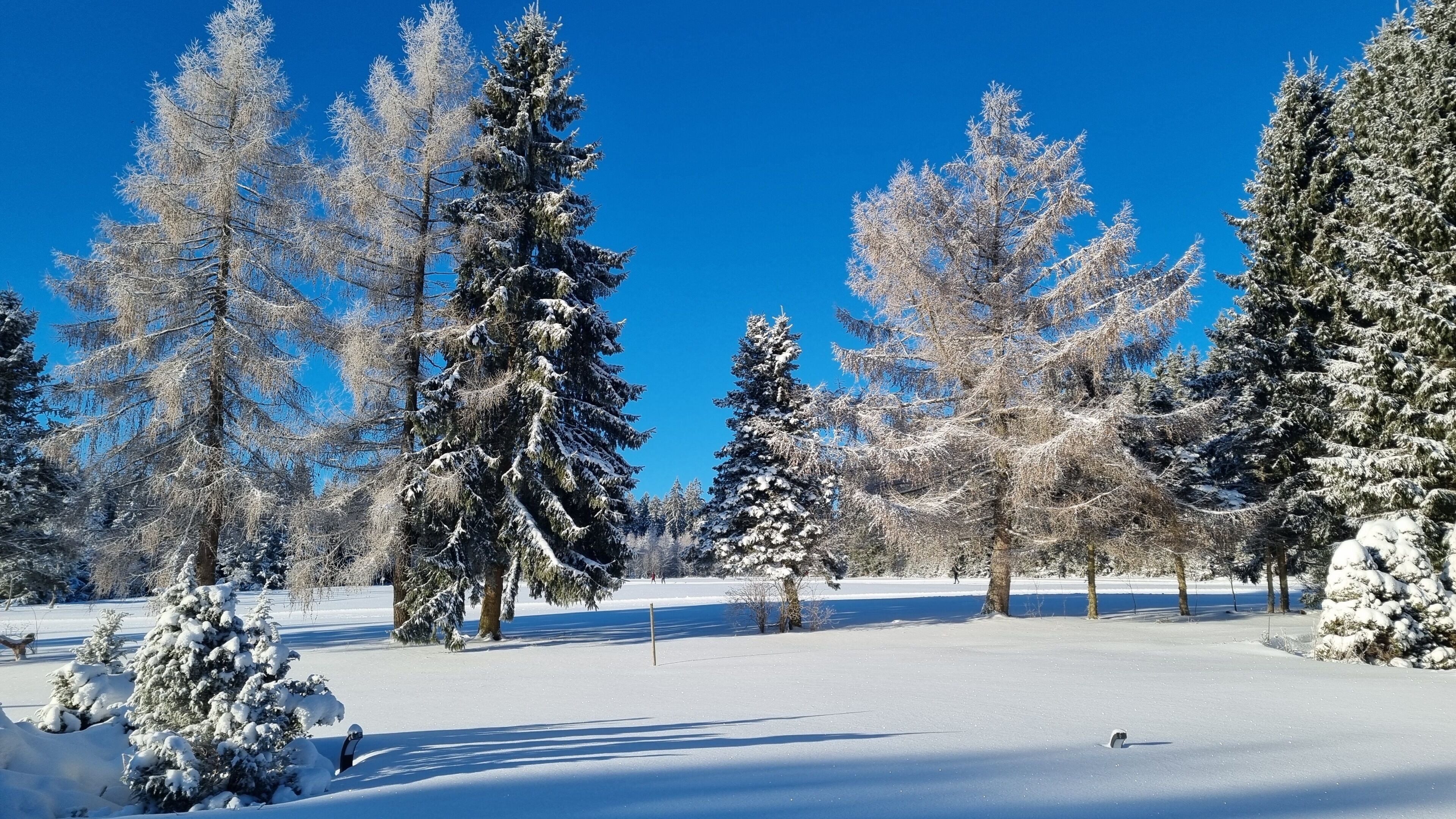 A snowy landscape with evergreen trees and a clear blue sky.