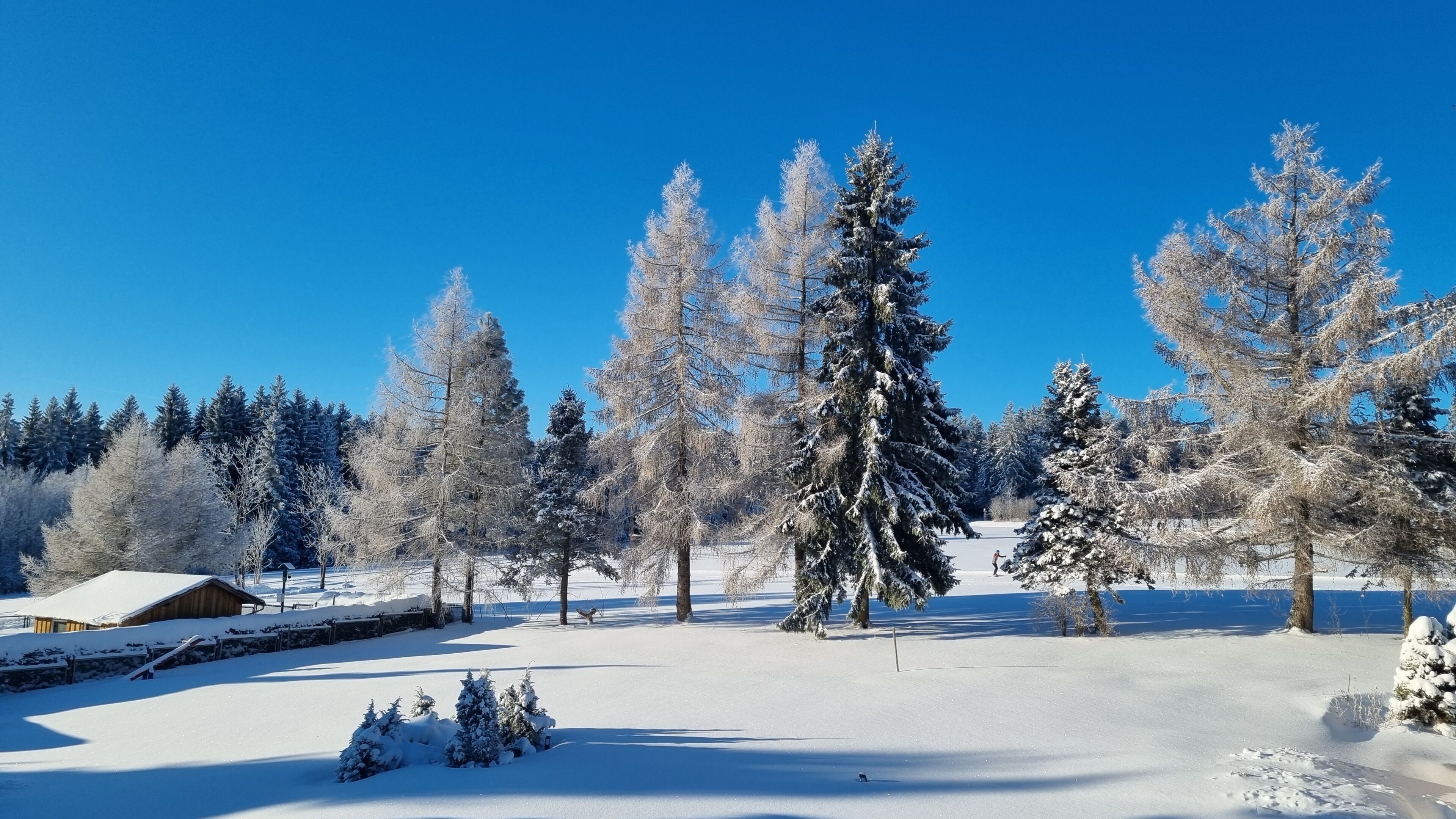 Un paysage enneigé avec des arbres et un chalet en bois.