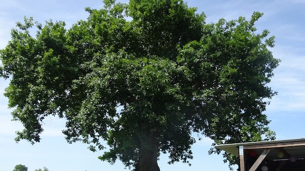 Un grand arbre se dresse dans un champ herbeux, et on aperçoit un bâtiment en partie sur la droite.