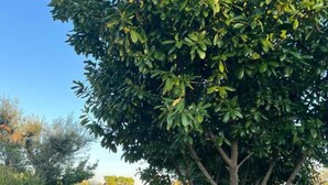 A garden with a tree, stone benches, and a stone table. - Apartment 'La Campanella' with Shared Terrace, Wi-Fi and Air Conditioning (putignano)
