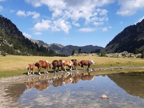 Miscellaneous - Cozy studio 2-4 people, Cauterets center (Cauterets)