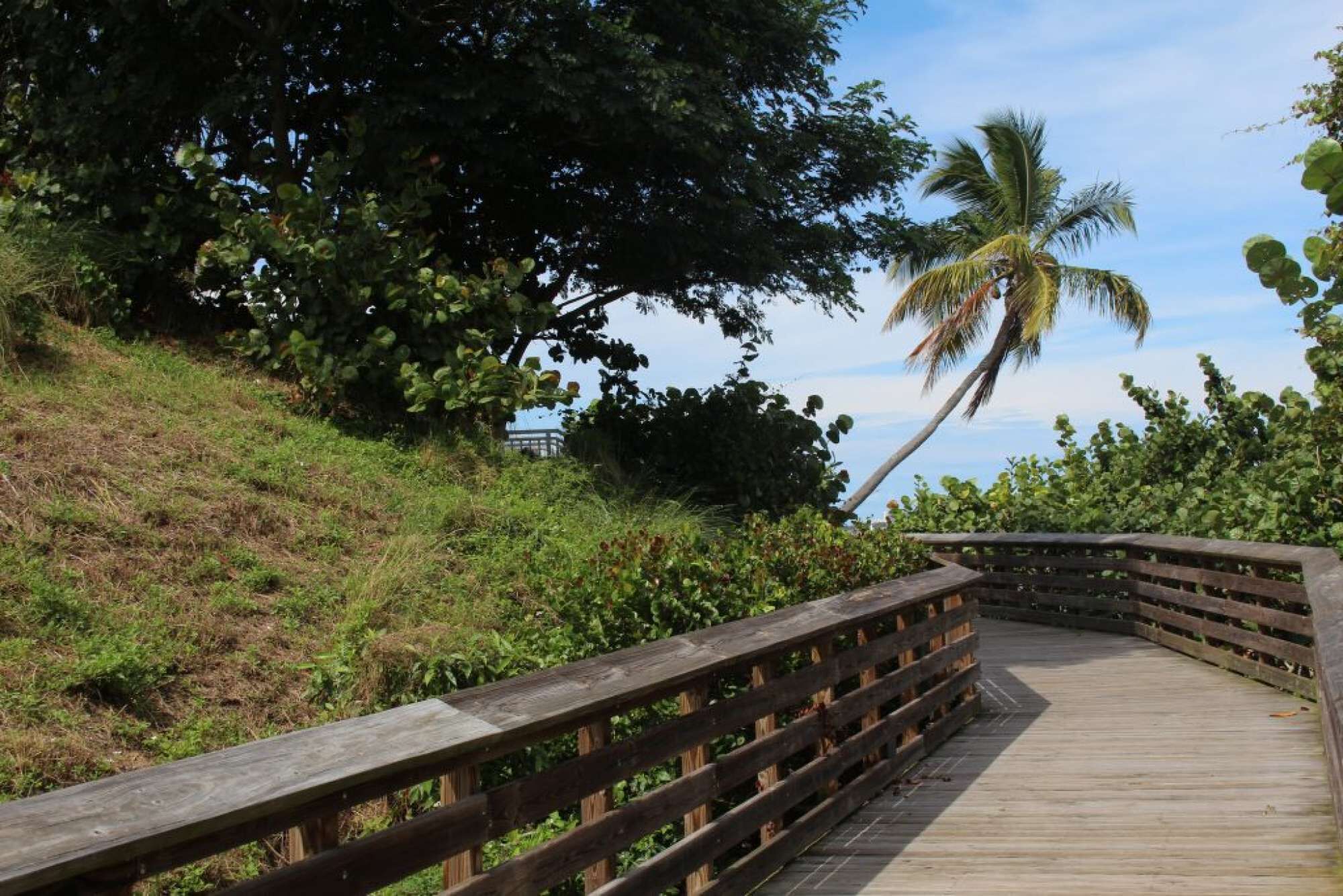 A wooden boardwalk with railings, surrounded by lush greenery and a palm tree.