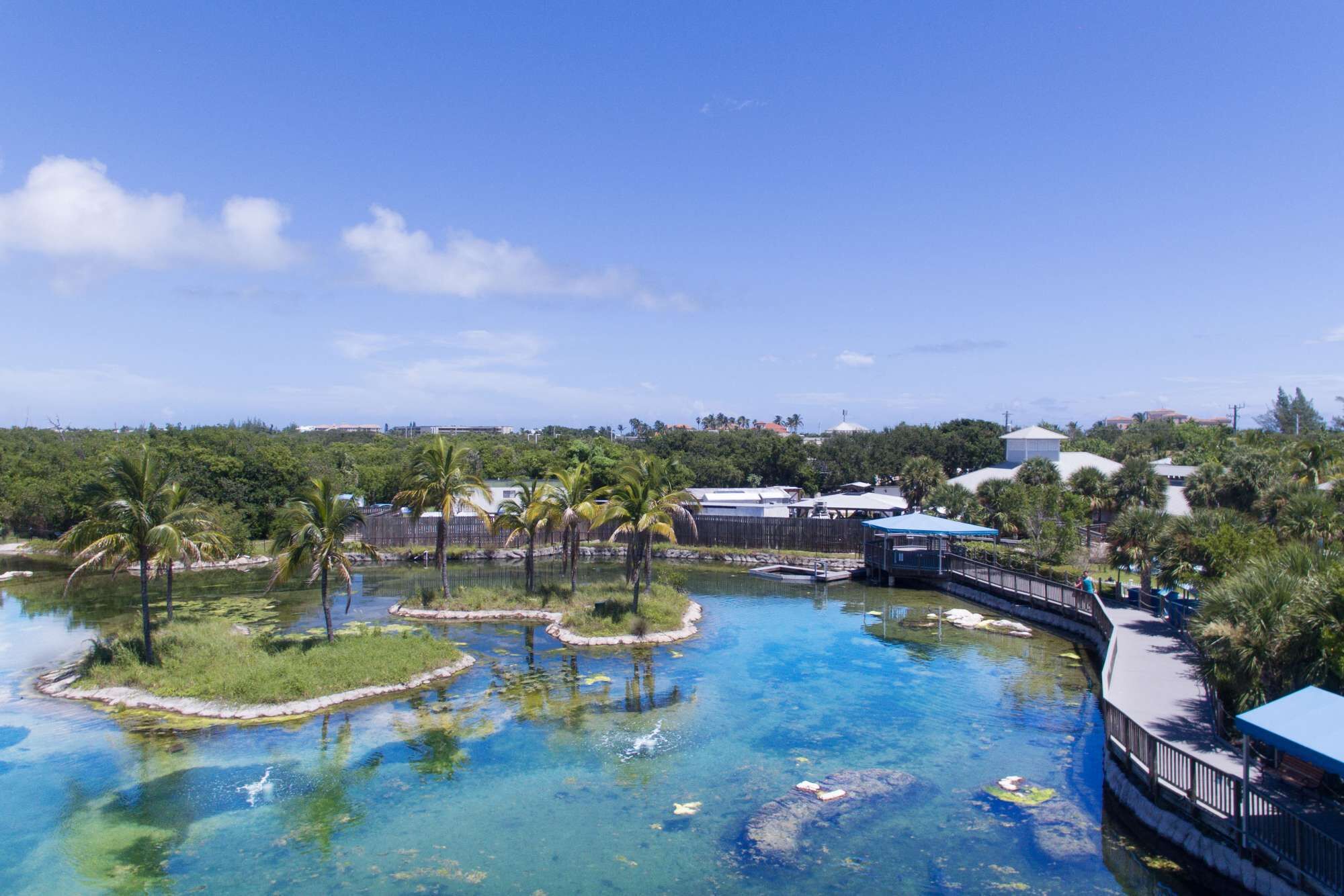 A resort with a clear pool, palm trees, and a view of distant buildings.