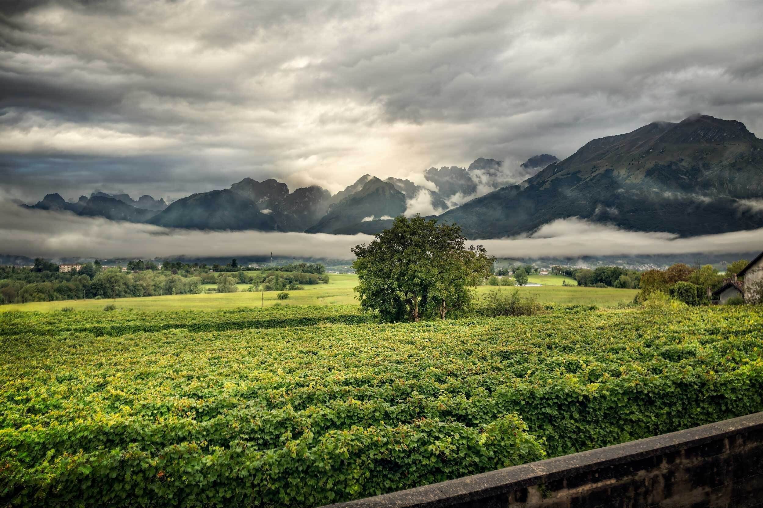 A vineyard with a prominent tree and mountains in the background.