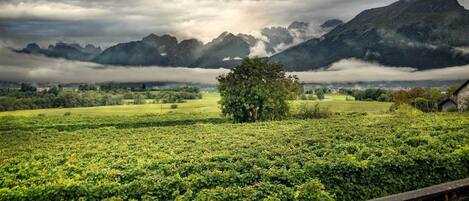A vineyard with a prominent tree and mountains in the background.