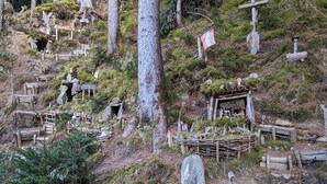 Un santuario japonés tradicional con estructuras de madera y faroles de piedra, rodeado de exuberante vegetación.
