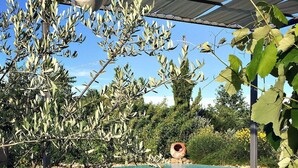 Un espace piscine agrémenté d’une pergola, d’oliviers et de plantes de lavande.