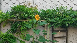 Un jardín con una planta trepadora, una escalera de madera y un farol blanco.