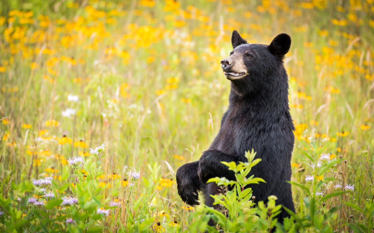 A bear sitting in a field of yellow flowers.