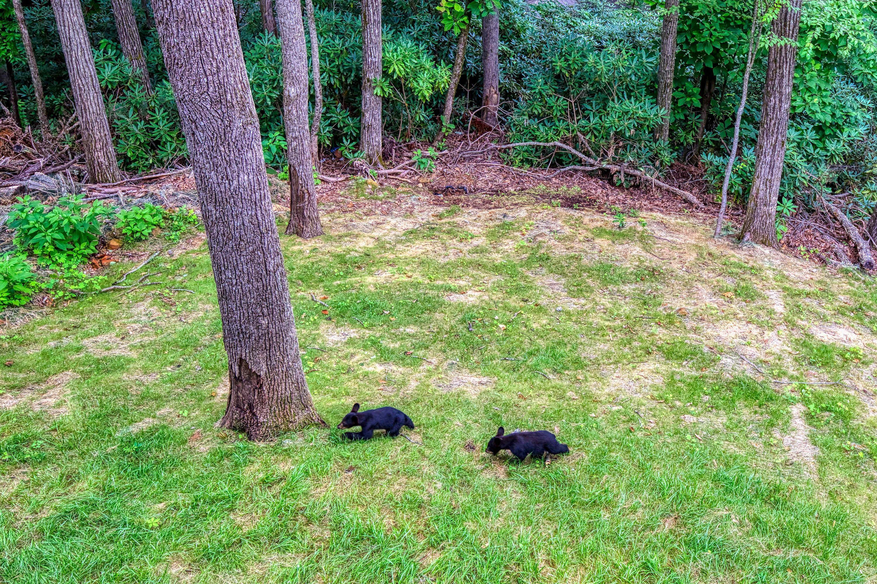Een bebost gebied met twee beren op de grond.