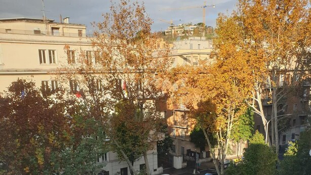 A street view with buildings, trees, and parked cars.