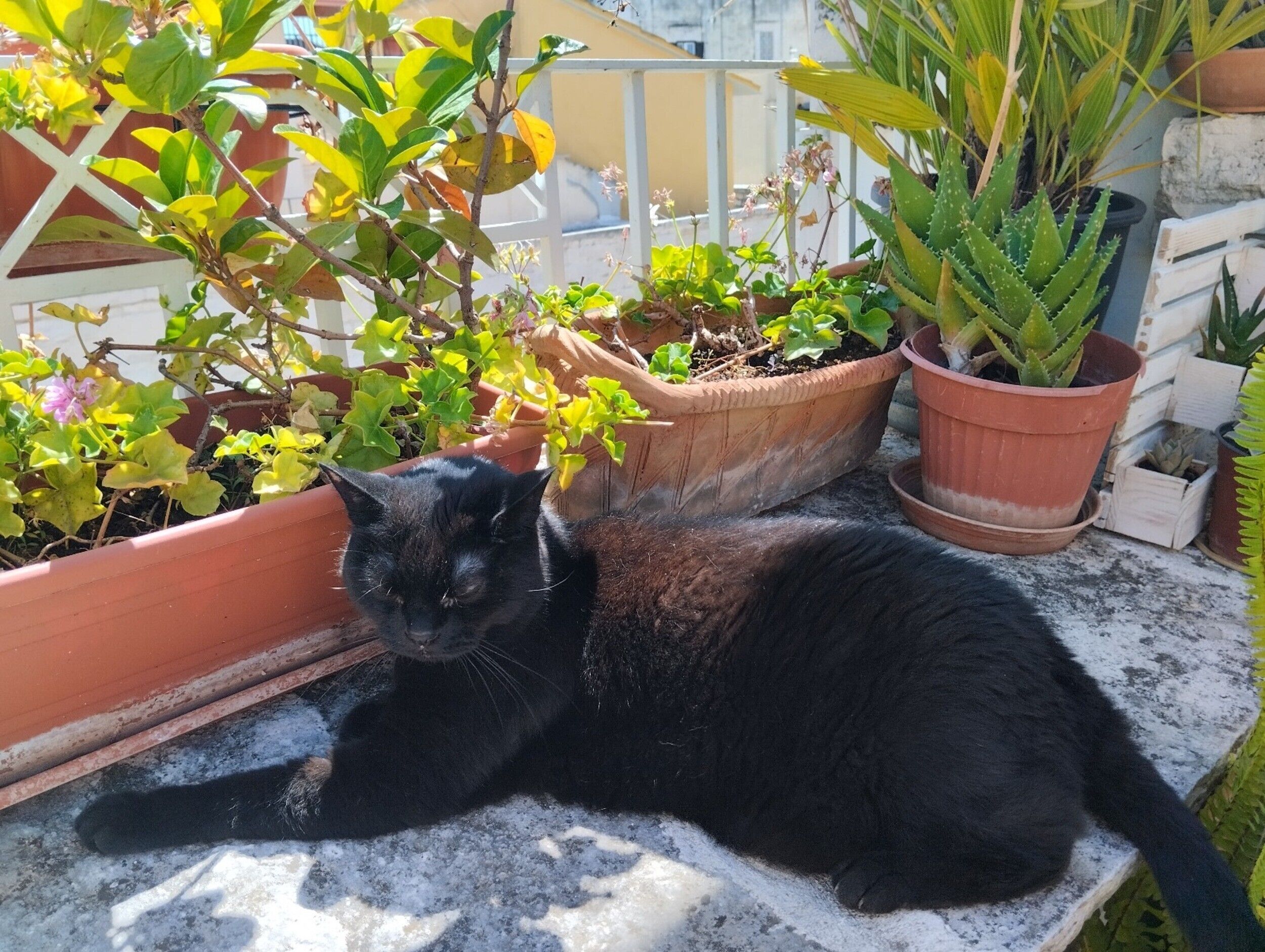 A black cat lying on a balcony with potted plants and a white railing.