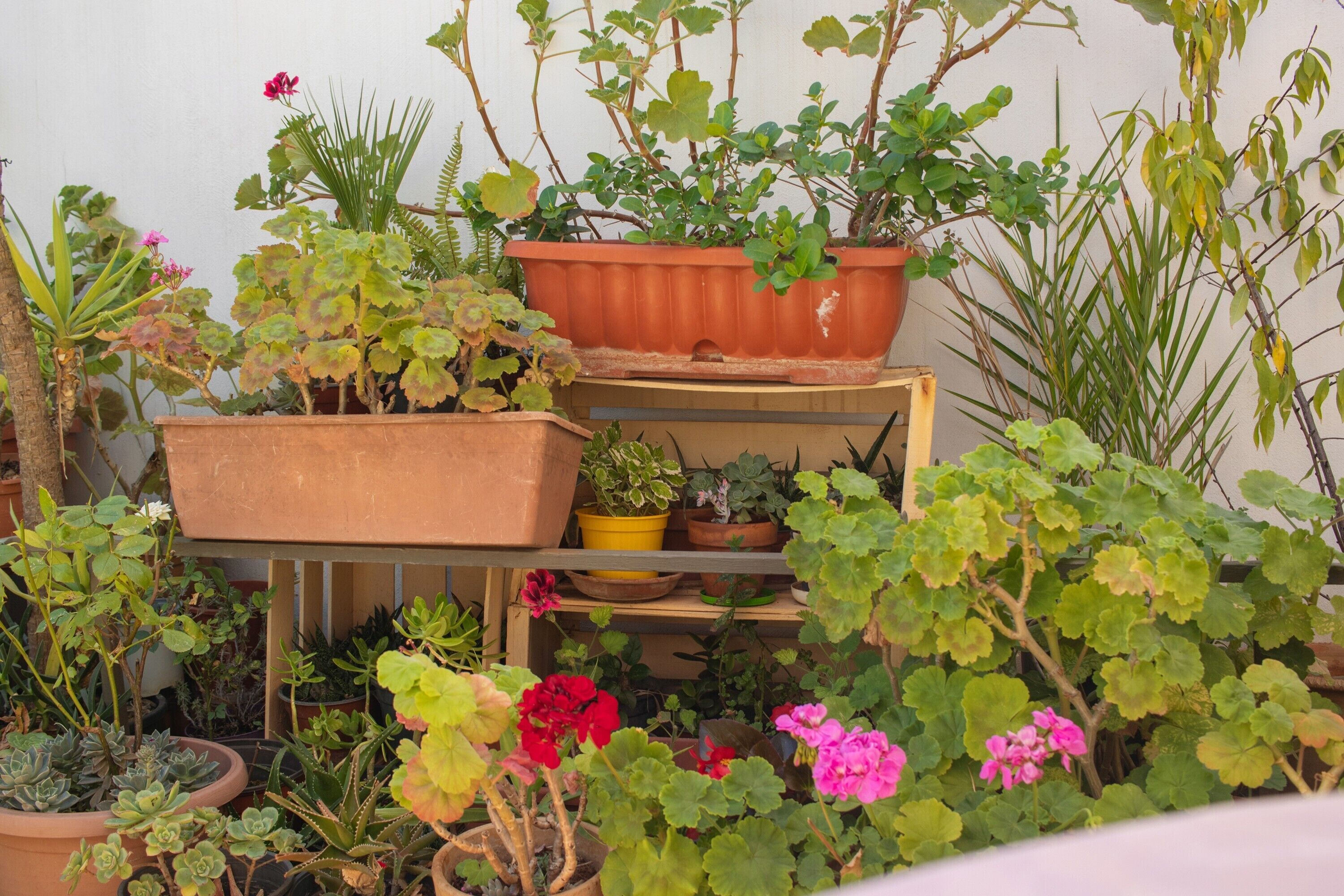 Variedad de plantas en macetas sobre estantes y mesas, lo que sugiere un interés por el cultivo de plantas de interior o una colección.