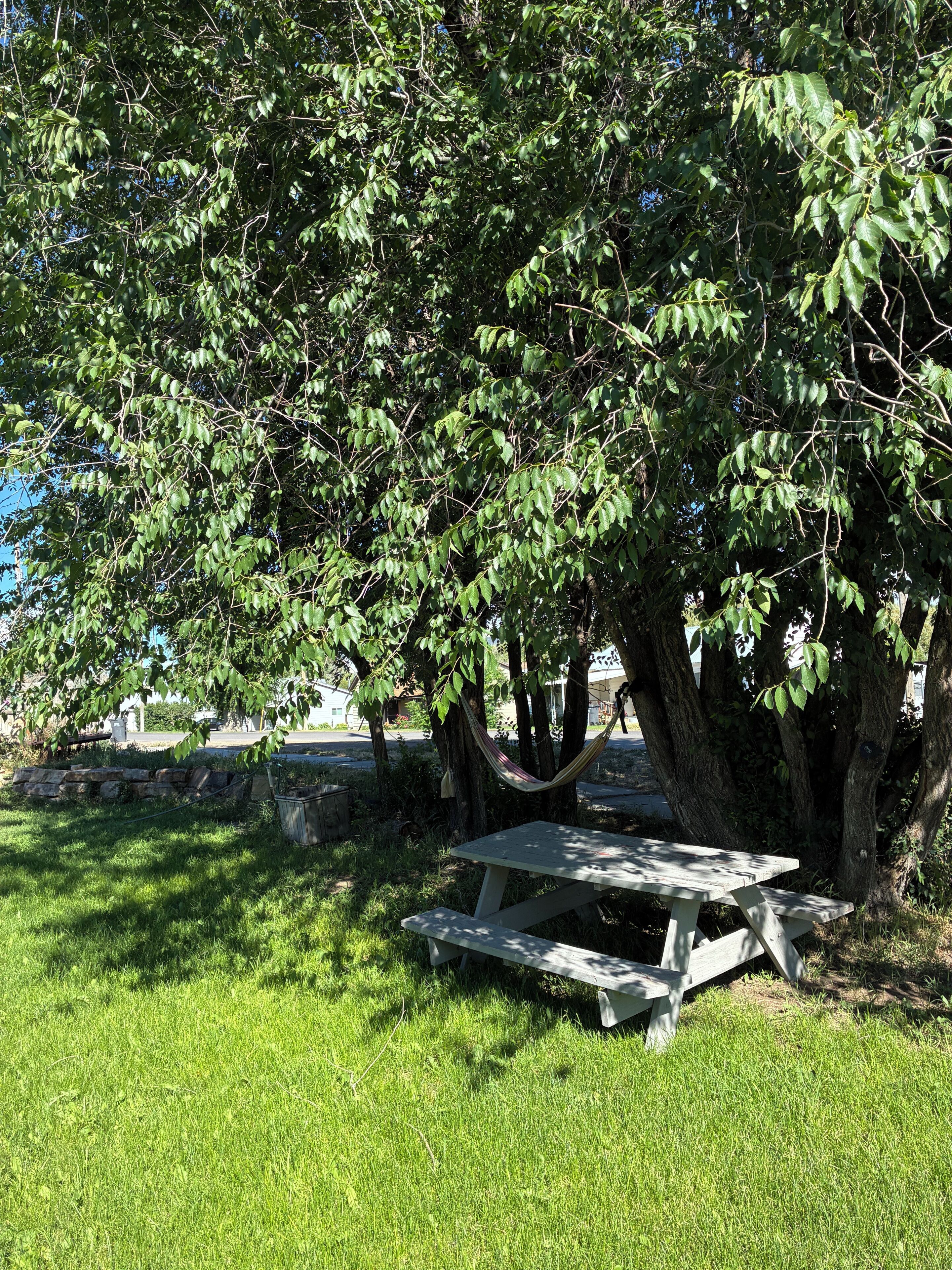 Un tavolo da picnic sotto un grande albero con un'amaca.