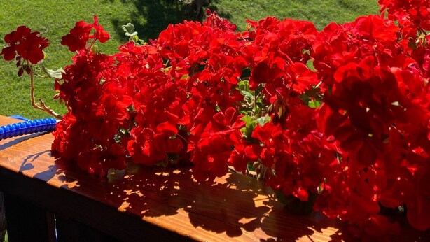 Una mesa con flores rojas y vistas a una colina cubierta de pasto, con árboles y montañas al fondo.