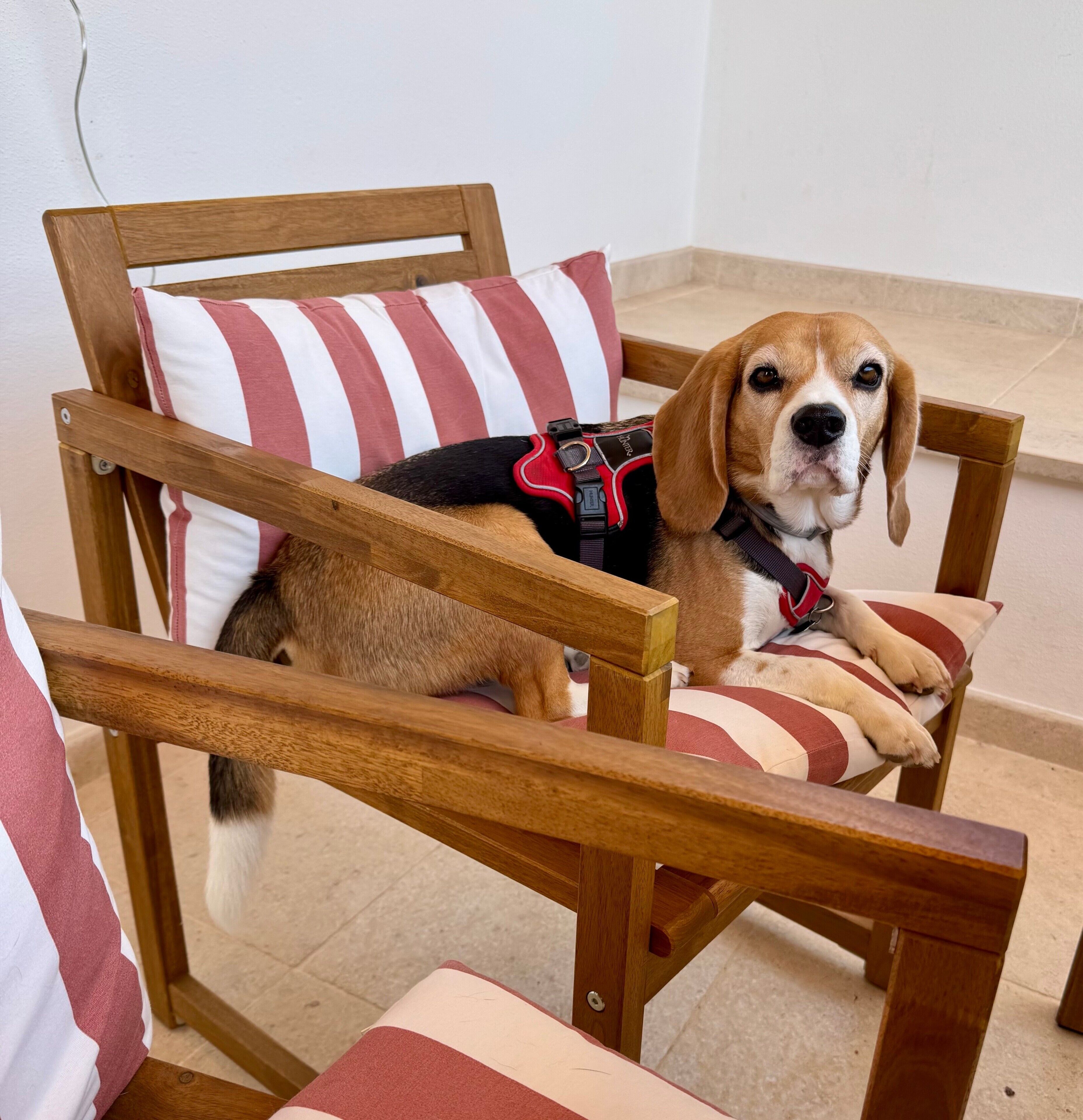 A wooden chair with a striped cushion and a dog wearing a harness.