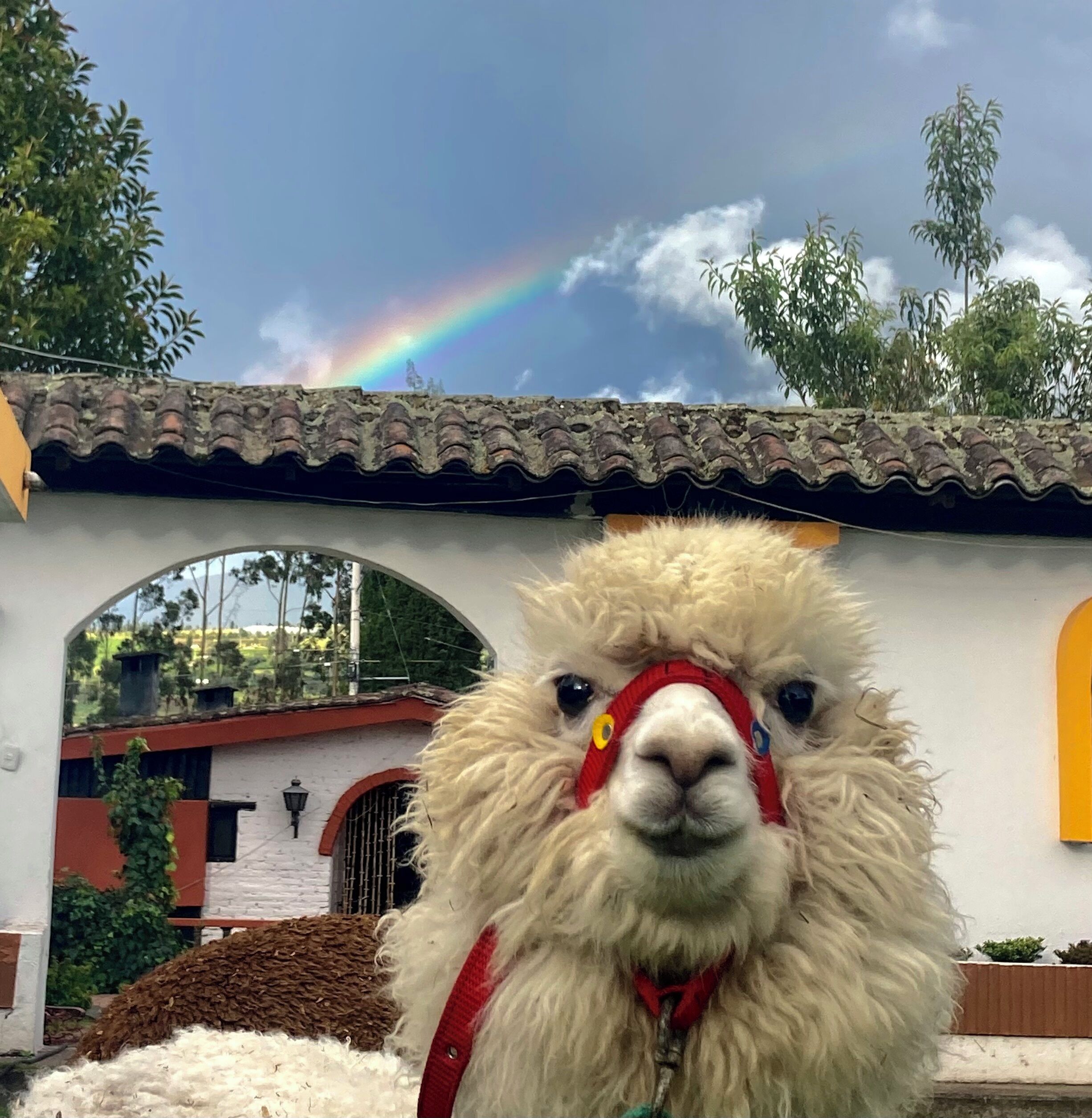 A llama with a red headband in front of a building with a tiled roof and an archway.