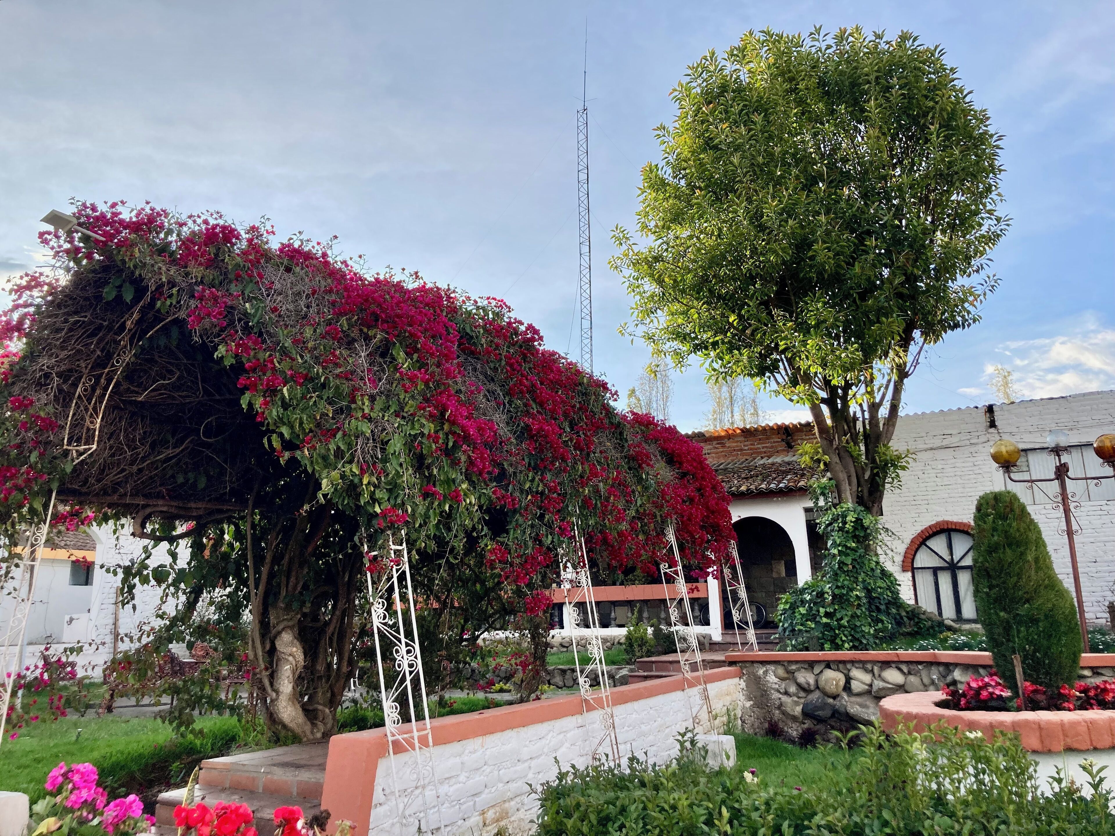 A garden with a pergola covered in red flowers, a tree, and a white building with a stone wall.