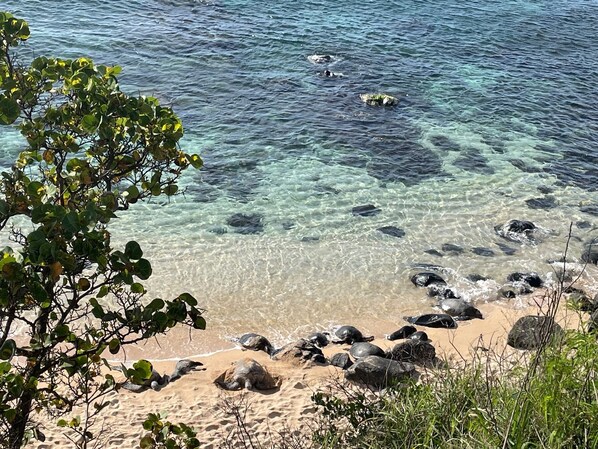 Beach nearby, sun loungers, beach towels