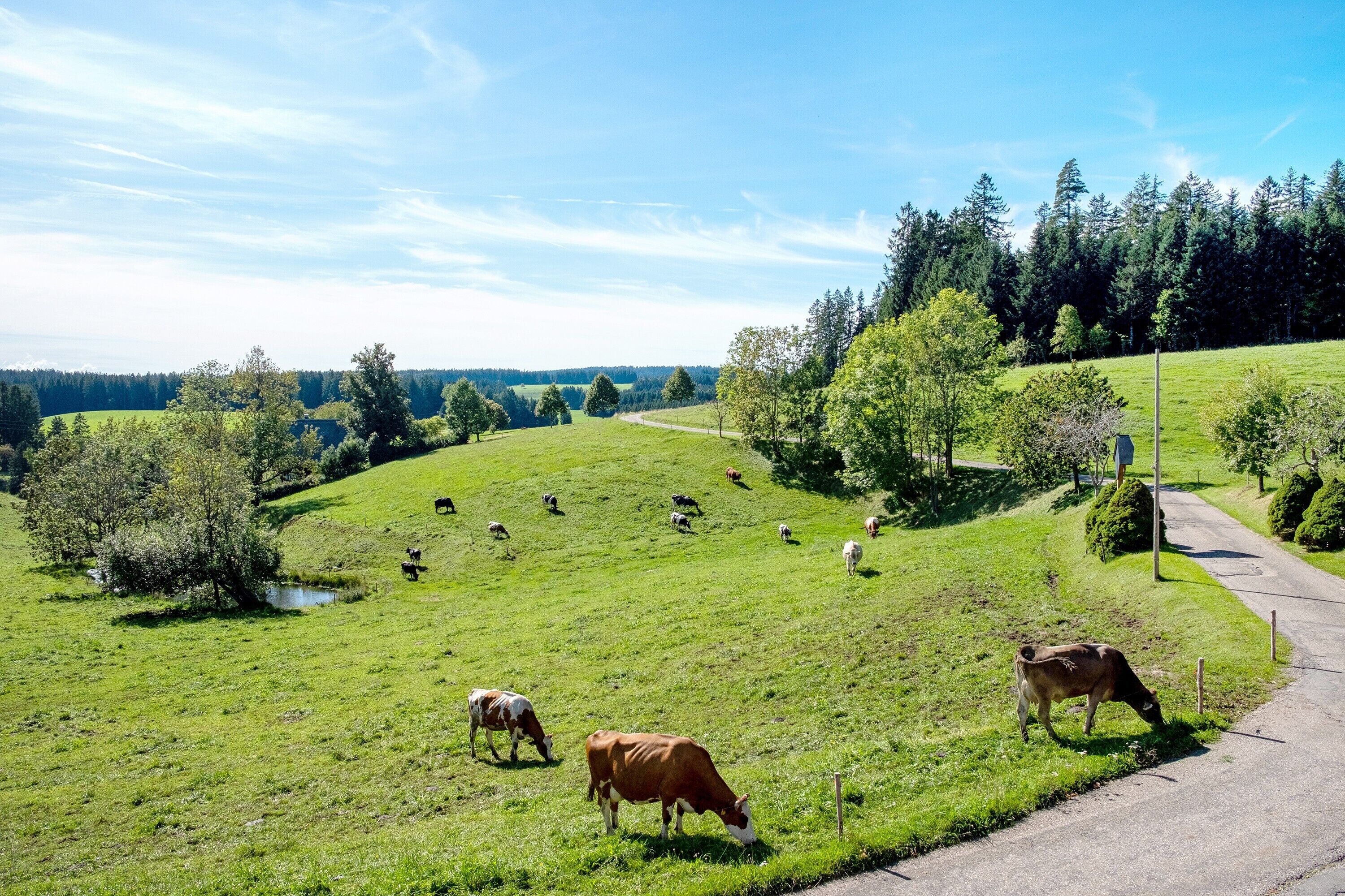 Ländliche Landschaft mit grasenden Kühen auf einer grünen Wiese, einer Straße und einem Wald im Hintergrund.