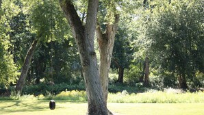 Un gran árbol con un columpio colgando de sus ramas en una zona cubierta de hierba, rodeado de otros árboles.