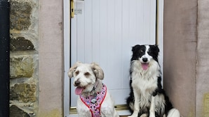 Due cani davanti a una porta con una targa con il numero 4.