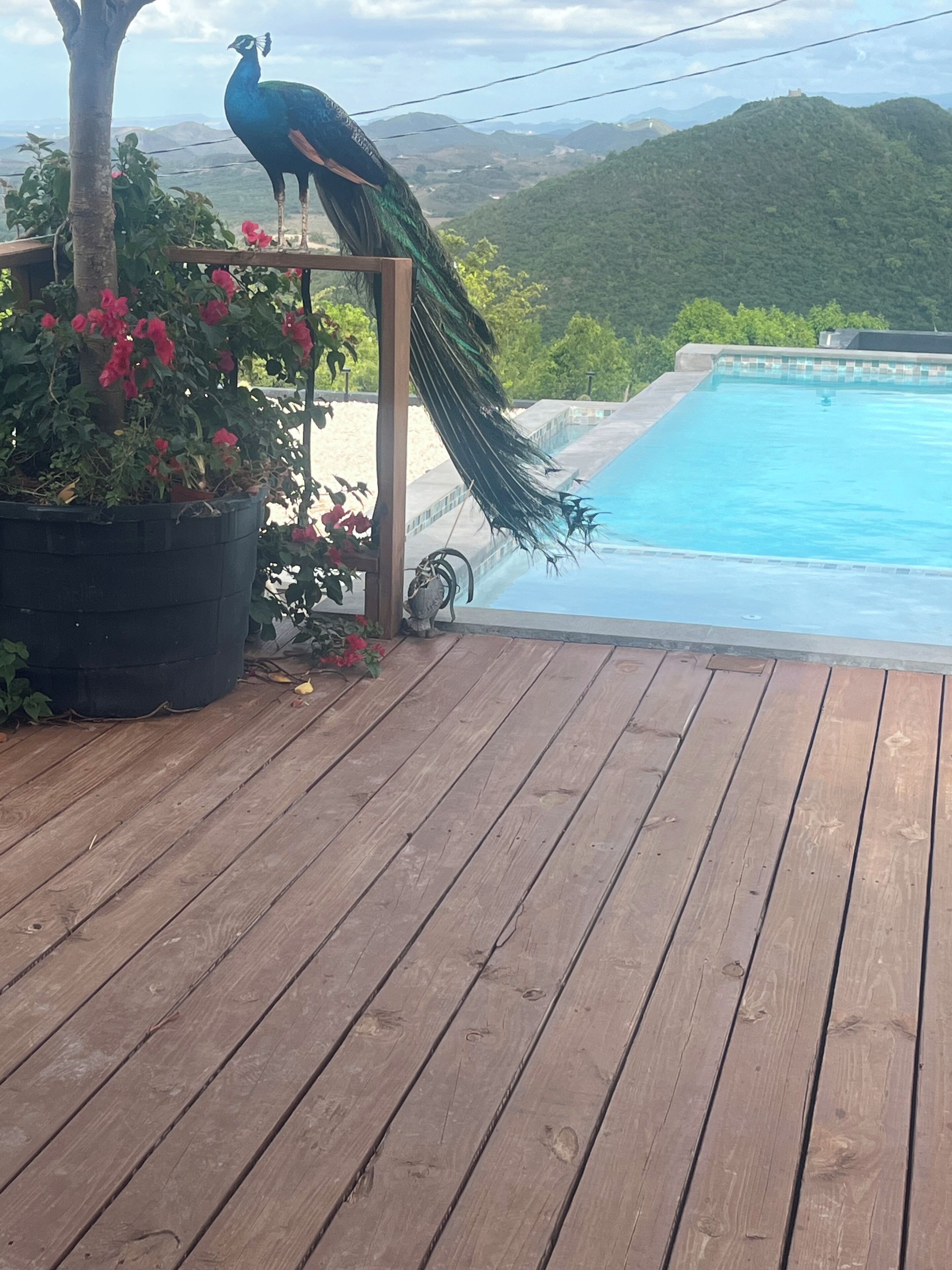 Eine Holzterrasse mit einer Pfauenstatue, einem Pool und Blick auf Hügel.