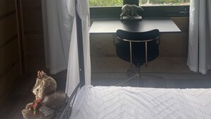 Et værelse med en seng, et skrivebord og en stol. Der er et vindue med udsigt til grøn natur og bjerge.