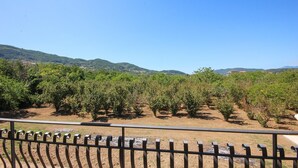 Viñedo con hileras de parras, una valla de madera en primer plano y un paisaje montañoso al fondo.
