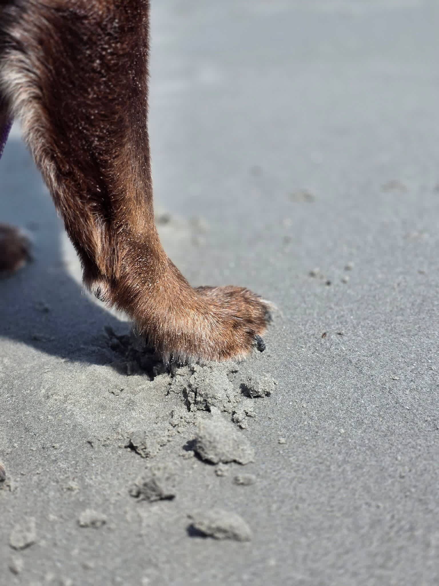 Primer plano de una pata de perro sobre arena.