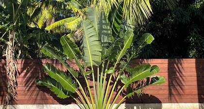 LES COCOTIERS MOOREA N4
