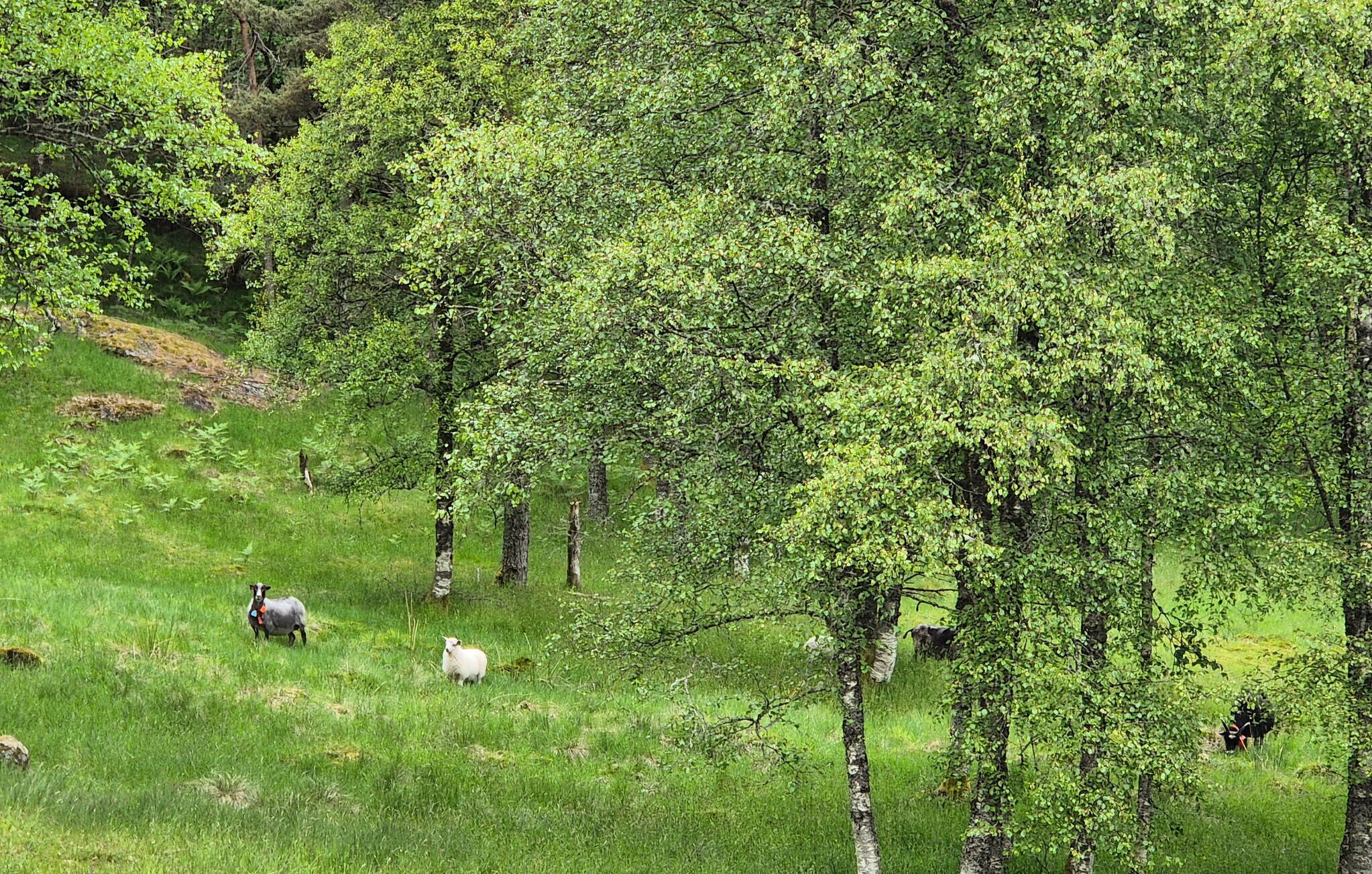 Un campo cubierto de hierba con árboles y dos ovejas.