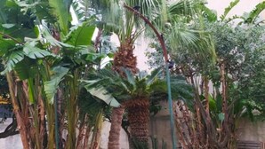 A lush garden with various tropical plants and a palm tree.