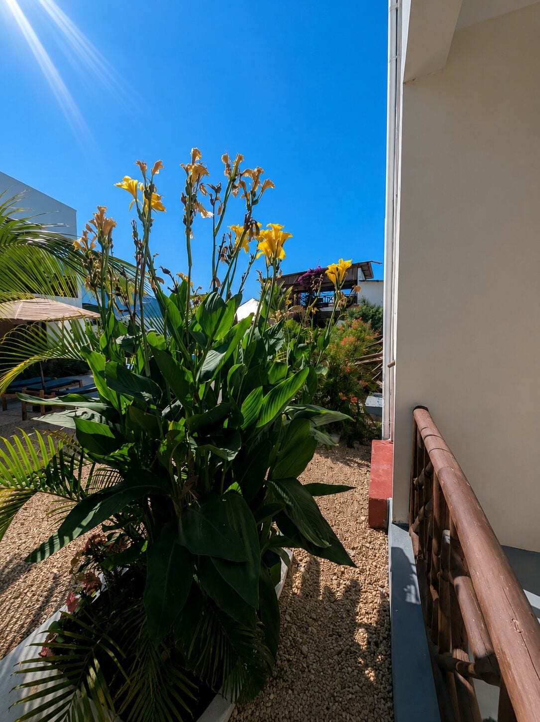A balcony with a view of a building, a palm tree, and a plant with yellow flowers.