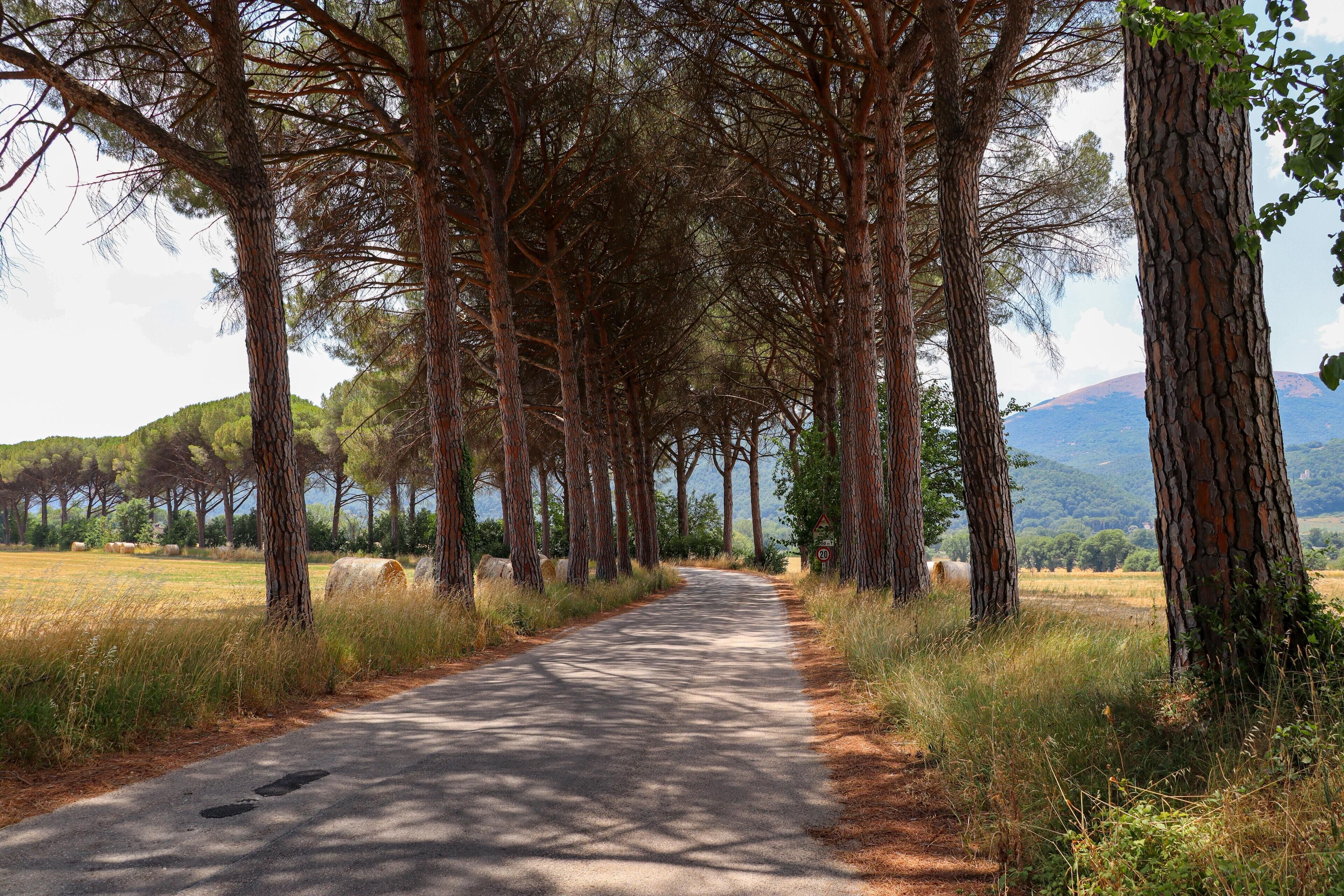 A paved road flanked by tall trees, leading towards a hilly landscape.