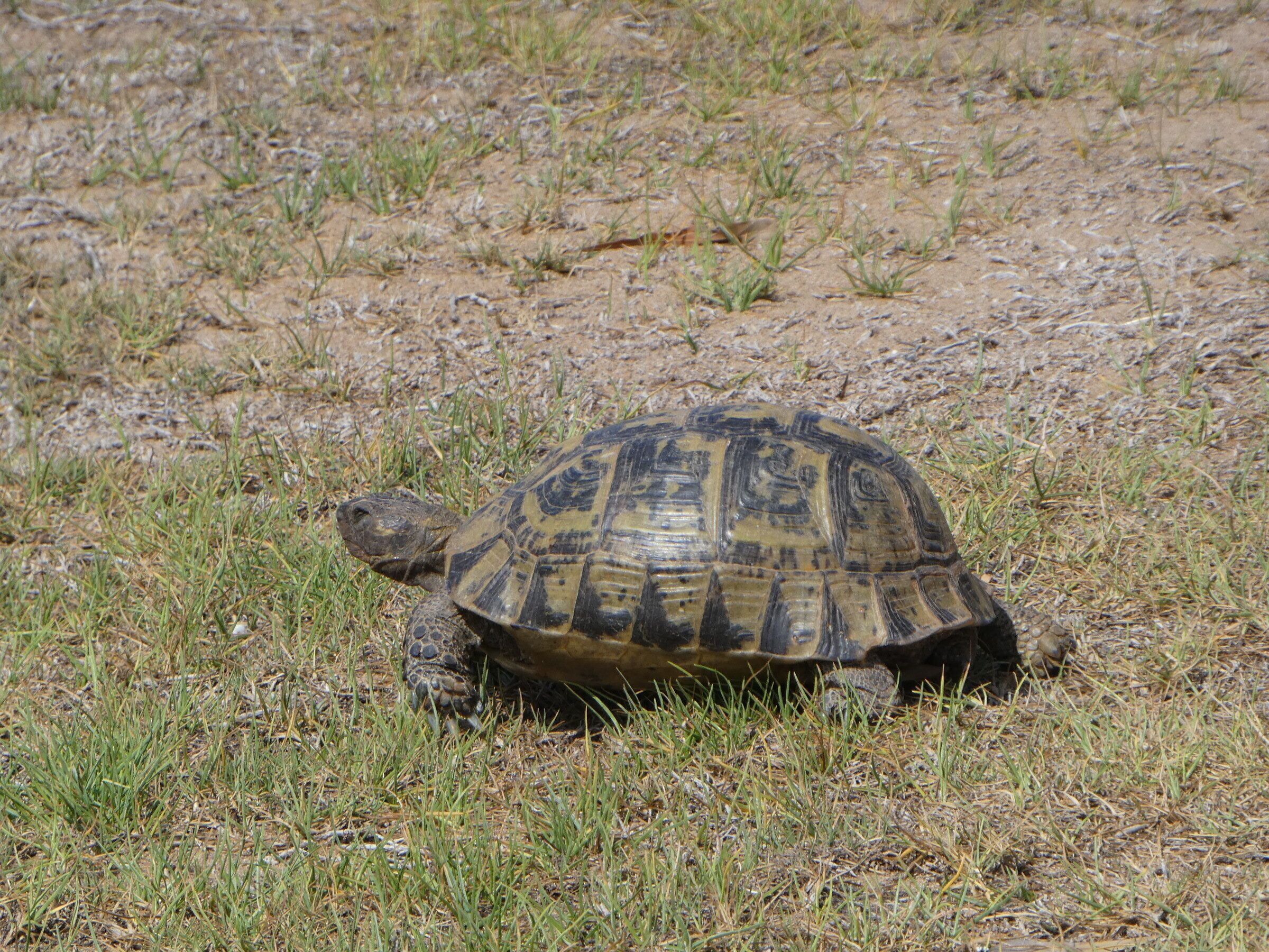 Eine Schildkröte auf einer grünen Wiese.